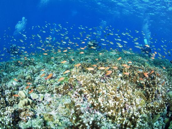 慶良間ファンダイビング　体力負担の少ないダイビングスタイルで初心者やお一人様向け　3ダイブのオプションあり＜半日／2ダイブ／那覇市内送迎無料＞