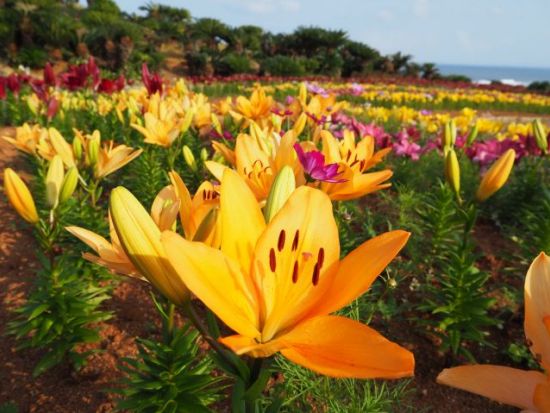 島内観光ツアー 島人厳選！完全オーダーメイドで島の厳選スポットを効率良くご案内 シュノーケリングやリーフトレッキングも＜3時間または6時間＞by feel it