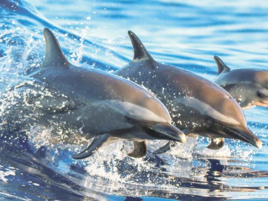 シュノーケリングクルーズ　野生のウミガメ＆イルカ・ウォッチング ＜ランチ＆アルコール3杯付き＞