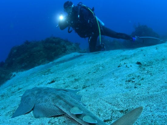 ファンダイビング 天然の漁礁と謳われる豊かな初島の海中世界へご案内！＜ビーチ／2ダイブ＞by シーフロント初島