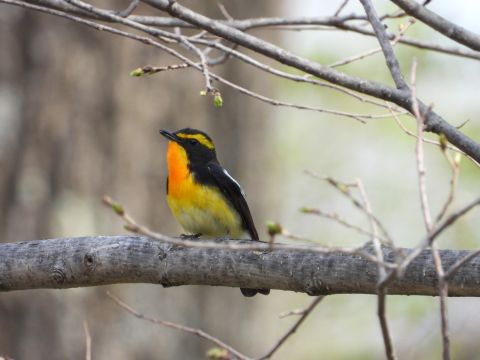 小清水町バードウォッチングツアー～鳥と旅するオホーツクエリア～年間300種以上の鳥が観察される町へ！＜半日／小清水町＞by一般社団法人小清水町観光協会