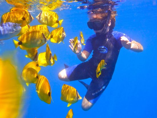 マウイ島シュノーケリングクルーズ　ウミガメの生息地「タートル・タウン」でシュノーケリングを満喫！＜4.5時間／昼食付き／マアラエア港発＞