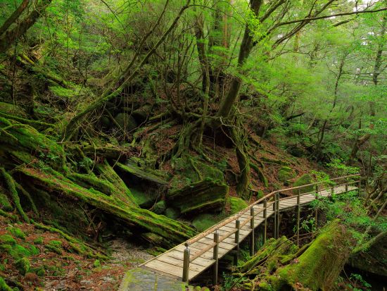屋久島周遊 1日観光バスツアー 「やくざる号」でレンタカーよりお得にぐるり島巡り とびうお料理の昼食付き 1名参加可能 by  屋久島ツアーオペレーションズ