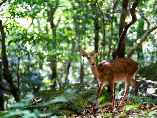屋久島観光 午後半日バスツアー 「やくざる号」で行くヤクスギランド＋紀元杉 ＜1名より催行＞ by 屋久島ツアーオペレーションズ