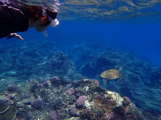 ウミガメシュノーケリングツアー 　少人数制で安心サポート！＜4～10月／午前・午後／送迎あり／八丈島＞