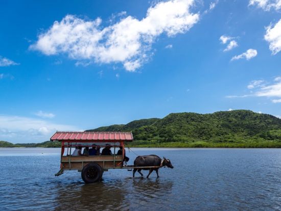 由布島水牛車往復券＋入園券 自由な時間でのんびり植物園を満喫！ 三線を聞きながら水牛車で由布島へ行こう！＜西表島発＞
