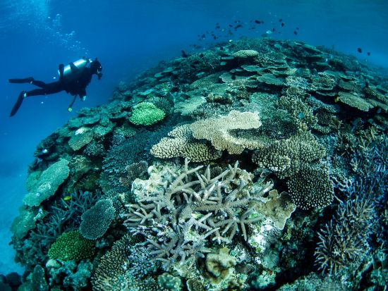 奄美大島 体験ダイビング　サンゴが広がるスポットへご案内！選べるビーチまたはボートダイビング＜瀬戸内町＞by ゼログラビティ