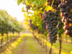 Generic_Wine_Vineyard_shutterstock_571565734