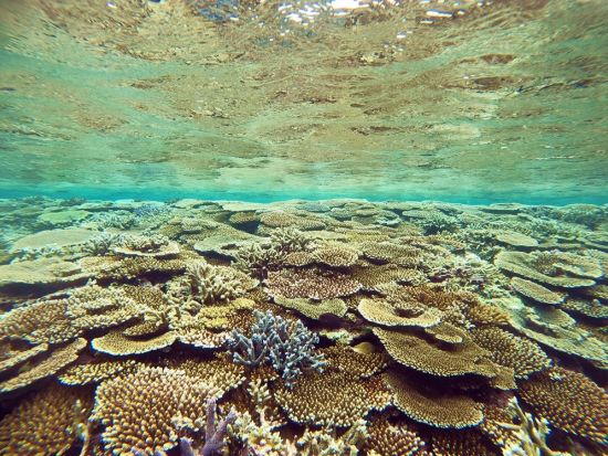 体験ダイビング　シュノーケリング付きプランあり！シャワー＆更衣室完備＜ボート／1～2ダイブ／半日または1日／島内送迎無料＞byイエローサブマリンダイブスタジオ