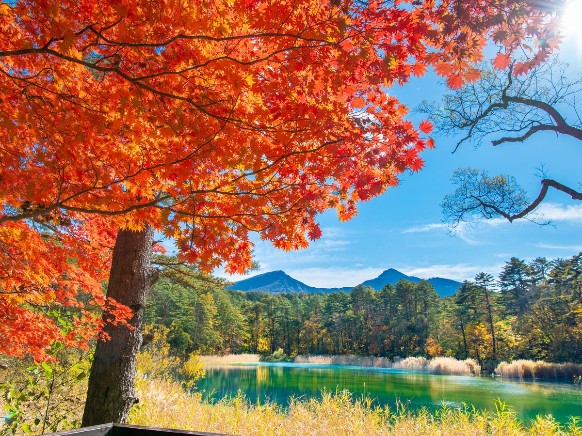 裏磐梯 五色沼散策半日ツアー 地元磐梯山が生んだカラフルな湖沼へ