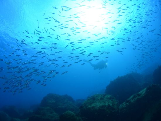 Japan_Shizuoka_Hatsushima_diving_pixta_39170235_M