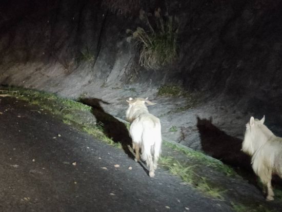 奄美大島ナイトツアー　アマミノクロウサギや野生動物を観察　感動的な星空も！＜住用町＞by マングローブ茶屋