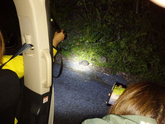 奄美大島ナイトツアー　アマミノクロウサギや野生動物を観察　感動的な星空も！＜住用町＞by マングローブ茶屋