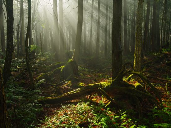 青木ヶ原樹海トレッキングツアー 五感で感じる樹海散策と溶岩洞窟探検＜午前・午後／富士河口湖町＞