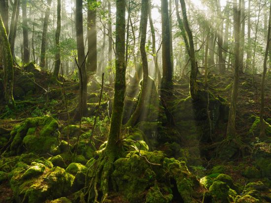 青木ヶ原樹海トレッキングツアー 五感で感じる樹海散策と溶岩洞窟探検＜午前・午後／富士河口湖町＞