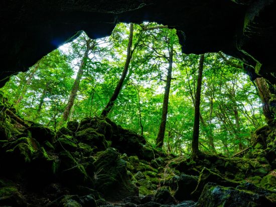 青木ヶ原樹海トレッキングツアー 五感で感じる樹海散策と溶岩洞窟探検＜午前・午後／富士河口湖町＞