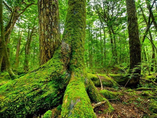青木ヶ原樹海トレッキングツアー 五感で感じる樹海散策と溶岩洞窟探検＜午前・午後／富士河口湖町＞