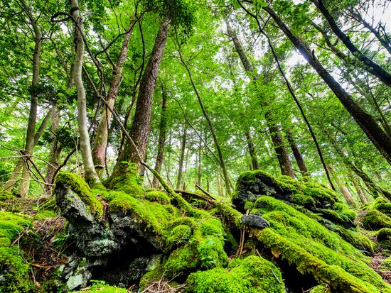 Japan_Yamanashi_Aokigahara_pixta_67207267_M