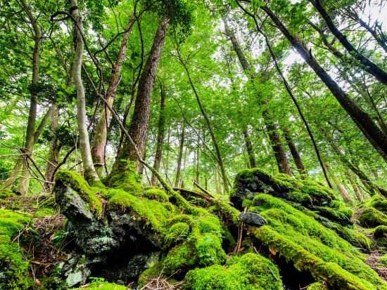 青木ヶ原樹海トレッキングツアー 五感で感じる樹海散策と溶岩洞窟探検＜午前・午後／富士河口湖町＞