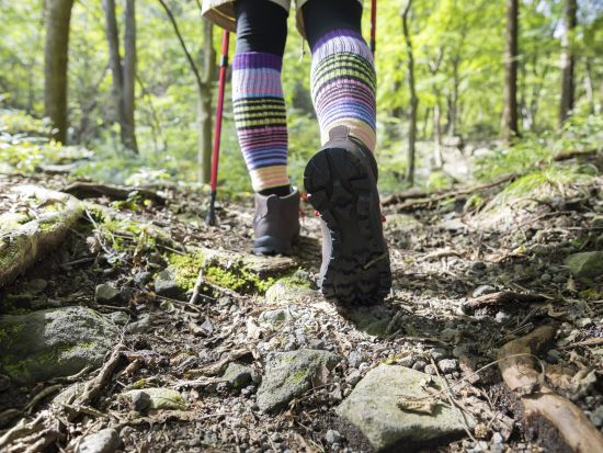 富士山の麓・巨木の森トレッキングツアー　豊かな自然が残る癒やしの森を散策！＜午前・午後／富士河口湖町＞