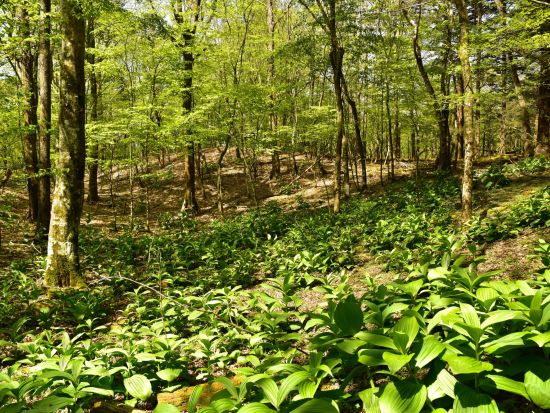 富士山の麓・巨木の森トレッキングツアー　豊かな自然が残る癒やしの森を散策！＜午前・午後／富士河口湖町＞