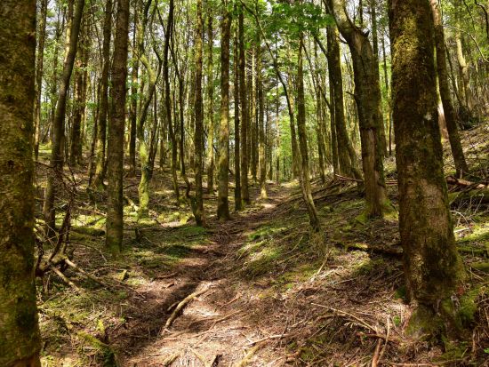 富士山の麓・巨木の森トレッキングツアー　豊かな自然が残る癒やしの森を散策！＜午前・午後／富士河口湖町＞
