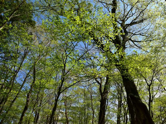 富士山の麓・巨木の森トレッキングツアー　豊かな自然が残る癒やしの森を散策！＜午前・午後／富士河口湖町＞