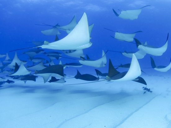 ファンダイビング　4名までの少人数制で安心！ワイドからマクロまで小笠原の海へご案内＜ボート／2～3ダイブ／小笠原諸島・父島発＞by Native Color