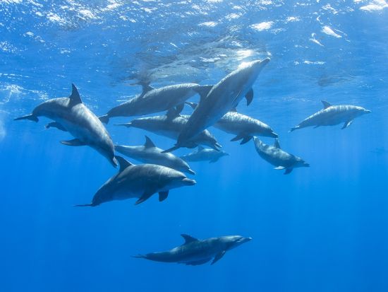 ファンダイビング　4名までの少人数制で安心！ワイドからマクロまで小笠原の海へご案内＜ボート／2～3ダイブ／小笠原諸島・父島発＞by Native Color