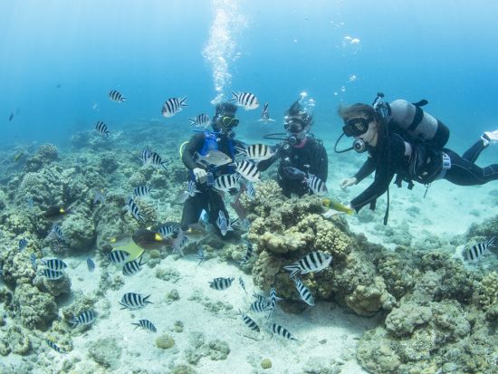 ファンダイビング　4名までの少人数制で安心！ワイドからマクロまで小笠原の海へご案内＜ボート／2～3ダイブ／小笠原諸島・父島発＞by Native Color