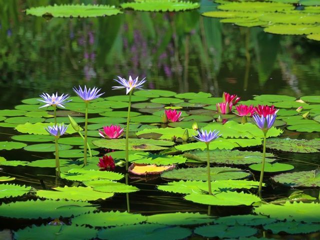Japan_Kochi__Monet_Marmottan_pixta_69303217_M