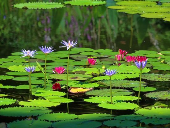 高知貸切観光タクシー フリープラン　高知市内のお好きな観光地へご案内します！＜1・3・5・7時間／1～9名／選べる出発時間／高知市内発＞