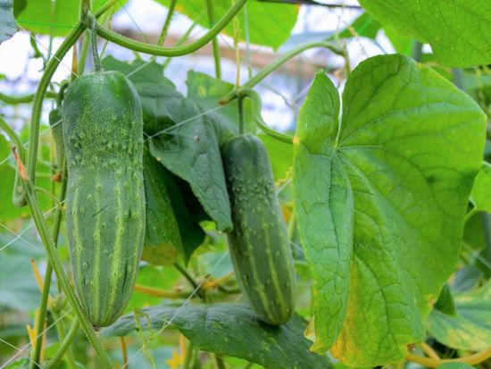 食で旅する金沢 市民の台所 近江町市場 から直送 旬の じわもん 加賀野菜5種とおすすめレシピ 久米農園のお野菜入り 全国送料込み 金沢の観光 遊び 体験 レジャー専門予約サイト Veltra ベルトラ 食で旅する金沢 市民の台所 近江町市場 から直送 旬の じわもん 加賀野菜5種とおすすめレシピ 久米農園のお野菜入り 全国送料込み 金沢の観光 遊び 体験 レジャー専門予約サイト Veltra ベルトラ