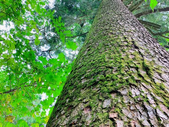 都民の森＿もみの木