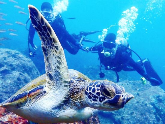 ファンダイビング 伊豆・伊東市 本州で一番人気のダイブサイト、伊豆の海を潜る！＜ビーチorボート／2ダイブ／伊東市＞by ダイブショップ宝島