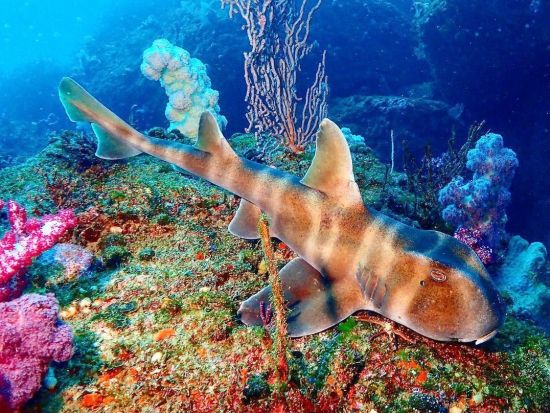 ファンダイビング 伊豆・伊東市 本州で一番人気のダイブサイト、伊豆の海を潜る！＜ビーチorボート／2ダイブ／伊東市＞by ダイブショップ宝島