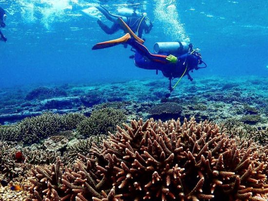 ファンダイビング 伊豆・伊東市 本州で一番人気のダイブサイト、伊豆の海を潜る！＜ビーチorボート／2ダイブ／伊東市＞by ダイブショップ宝島