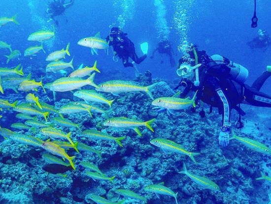 体験ダイビング 東伊豆・伊東市 毎年1000名以上がご参加中！指導歴25年以上のインストラクターで安心♪　＜ビーチ／1ダイブ＞ by ダイブショップ宝島