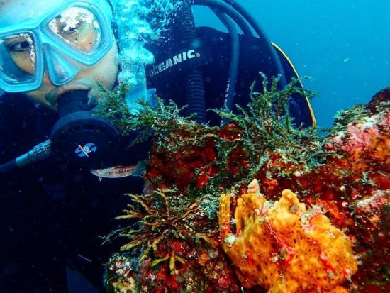 体験ダイビング 東伊豆・伊東市 毎年1000名以上がご参加中！指導歴25年以上のインストラクターで安心♪　＜ビーチ／1ダイブ＞ by ダイブショップ宝島