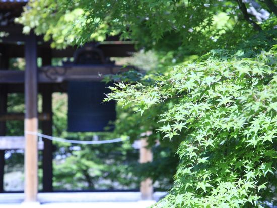 智積院 拝観＋京料理御膳の昼食 事前予約＜智積院茶寮 桔梗／京都七条＞