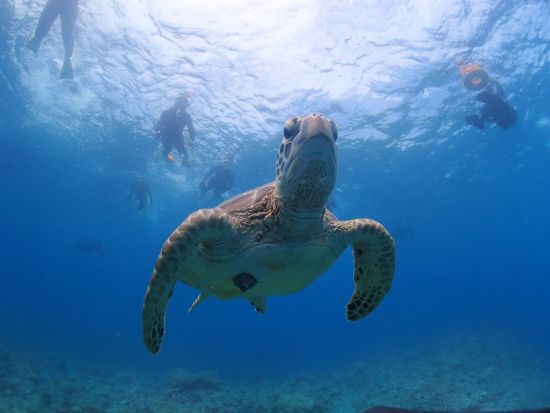 【石垣島/1日】幻の島上陸＋石西礁湖＆ウミガメシュノーケリング〈GoProレンタル無料〉初心者大歓迎