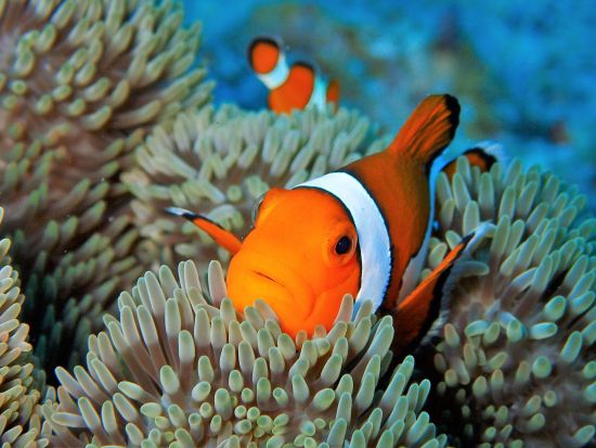 【石垣島/PM半日】石西礁湖体験ダイビング＋ウミガメシュノーケリングツアー＜写真データ無料プレゼント＞初心者大歓迎