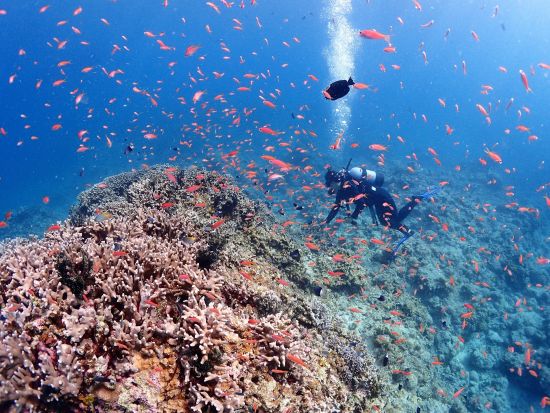 【石垣島/PM半日】石西礁湖体験ダイビング＋ウミガメシュノーケリングツアー＜写真データ無料プレゼント＞初心者大歓迎