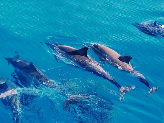 イルカ & 冬季限定クジラウォッチ, ウミガメシュノーケル　少人数で安心！ゆったり遅め出発で快適＜特製ハワイアンランチ付き／ワイキキ送迎／日本語ガイド＞