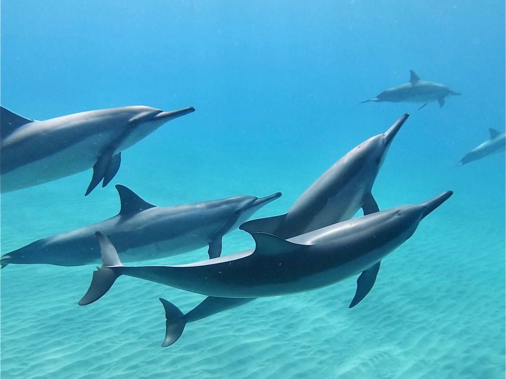 vintage ラグ カーペット イルカ ドルフィン 海岸 ハワイ バケーション  