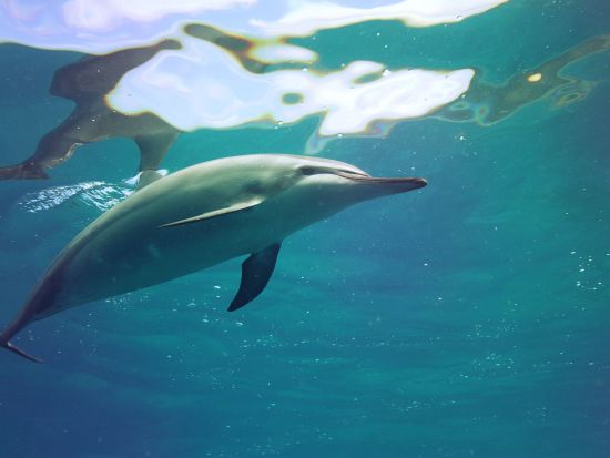 イルカと泳ぐ＆ウミガメシュノーケリングクルーズ　高確率のイルカ遭遇が自慢！たっぷり4時間＆少人数制で安心＜特製ハワイアンランチ付き／ワイキキ送迎／日本語ガイド＞