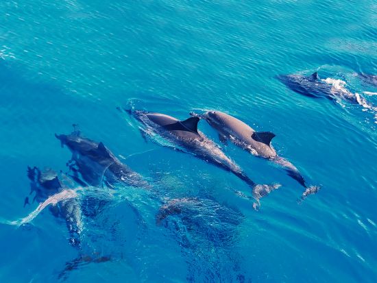 イルカと泳ぐ＆ウミガメシュノーケリングクルーズ　高確率のイルカ遭遇が自慢！たっぷり4時間＆少人数制で安心＜特製ハワイアンランチ付き／ワイキキ送迎／日本語ガイド＞