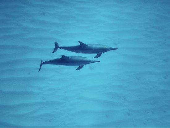 イルカと泳ぐ＆ウミガメシュノーケリングクルーズ　高確率のイルカ遭遇が自慢！たっぷり4時間＆少人数制で安心＜特製ハワイアンランチ付き／ワイキキ送迎／日本語ガイド＞