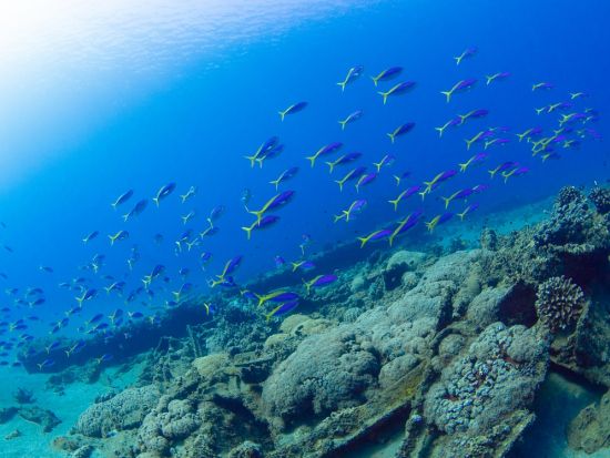 ファンダイビング　4名までの少人数制で安心！ワイドからマクロまで小笠原の海へご案内＜ボート／2～3ダイブ／小笠原諸島・父島発＞by Native Color