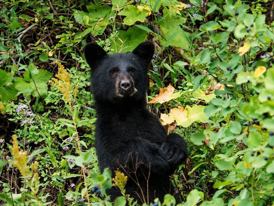 イエローストーン国立公園 | アメリカ、カナダ 旅行の観光
